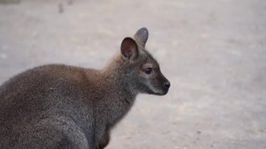 Kırmızı boyunlu valabi, Macropus rufogriseus, kışın hayvanat bahçesinde Bennetts valabisi olarak da bilinir..