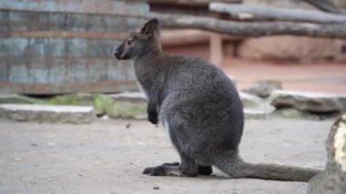 Kırmızı boyunlu valabi, Macropus rufogriseus, kışın hayvanat bahçesinde Bennetts valabisi olarak da bilinir..