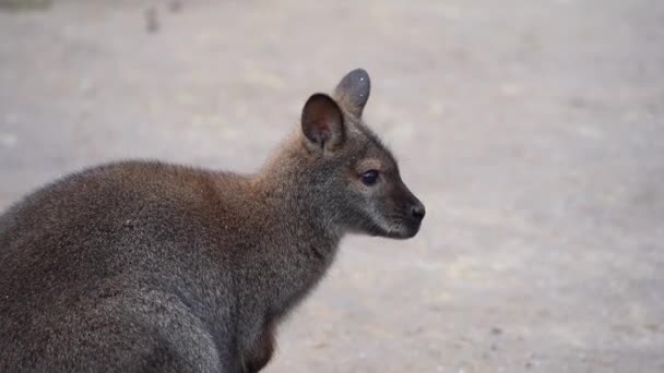 Wallaby Cuello Rojo Cerca Macropus Rufogriseus También Conocido Como Wallaby — Vídeos de Stock