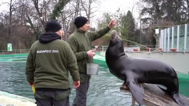 布达佩斯动物园两名饲养员正在喂一只海狮 匈牙利布达佩斯 2023年2月1日 — 图库视频影像