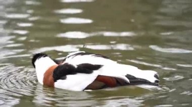 Common shelduck called Tadorna tadorna swims in a pond and preens its feathers.