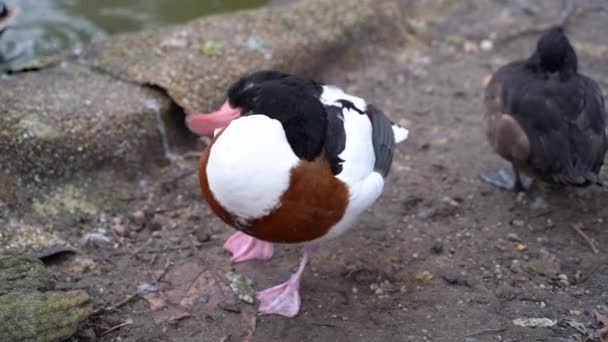Common Shelduck Tadorna Tadorna Standing Preening Its Feathers Next Pond — Wideo stockowe