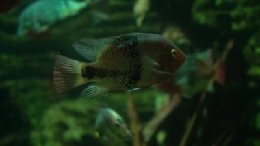 Vieja maculicauda or Blackbelt Cichlid fish in aquarium.