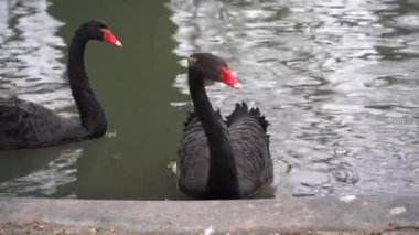 Two black swans or Cygnus atratus swim in the pond.