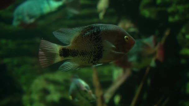 Vieja Maculicauda Blackbelt Cichlid Fish Aquarium — Stockvideo
