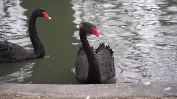 Δύο Μαύροι Κύκνοι Cygnus Atratus Κολυμπούν Στη Λίμνη — Αρχείο Βίντεο