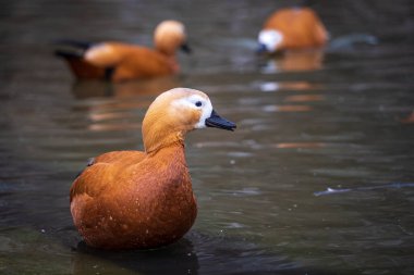Ruddy Shelduck or Tadorna ferruginea, a Red Duck swimming on a lake. The Bird has a orange-brown plumage with a lighter head.