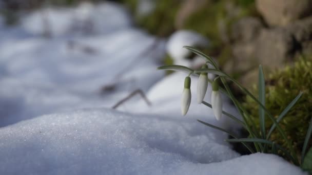 Fleurs Chute Neige Fleurissant Dans Neige Close Début Printemps Première — Video