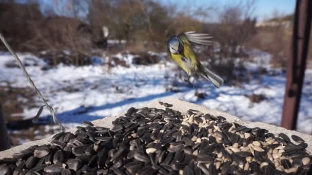 Great Tit Parus Major Eurasian Blue Tit Birds Eat Sunflower — Αρχείο Βίντεο