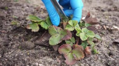 Bahar Bahçesindeki Kuru ve Hastalıklı Çilek Yaprakları 'nı kesmek. Kırmızımsı kahverengi benekli Yaprak 'ı makas kullanarak kaldırıyorum. Çilek hastalığının belirtileri.