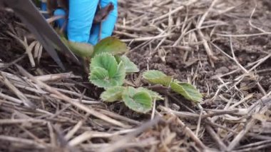 Kurumuş ve hastalıklı Çilek Yaprakları 'nı kesmek. Bahar Bahçesi 'nde Strawberry Plant Bedds' ı saman gübresiyle temizle. Makas kullanarak Benekli Yaprak Buruşturma.