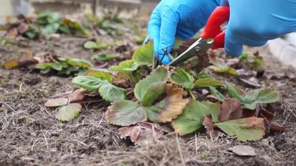 Sprzątanie Łóżek Truskawkowych Pomocą Słomy Mulch Spring Garden Odcinanie Starych — Wideo stockowe