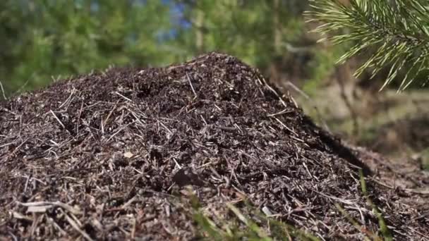 Een Mierenhoop Met Een Kolonie Mieren Een Dennenbos Close Van — Stockvideo