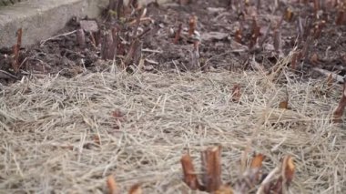 Pruned Raspberry Baes Bahçedeki Pine Straw Mulch 'ta yetişir. Bahçıvan kuru çam iğneleriyle toprağı kaplıyor, yakın plan..