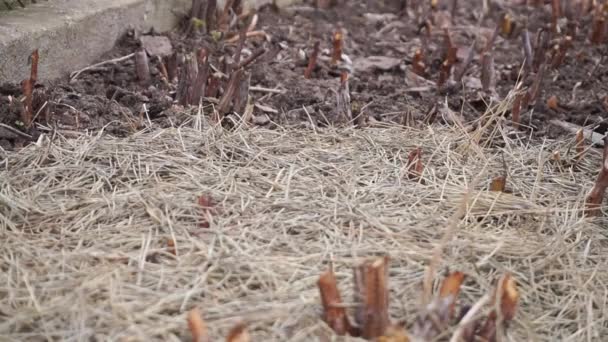 Pruned Raspberry Hůlky Pěstovat Pine Sláma Mulch Zahradě Zahradník Pokrývá — Stock video