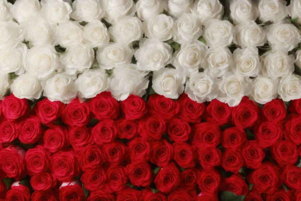 Polish national flag made of White and Red Roses. Generative AI.