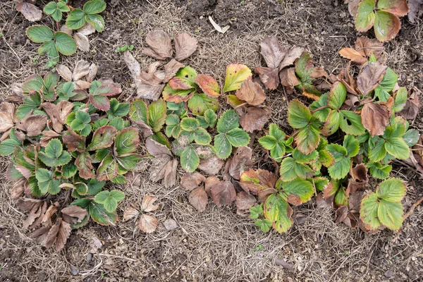 Old Strawberry Tidur Clippings Rumput Mulch Sebelum Membersihkan Spring Garden — Stok Foto
