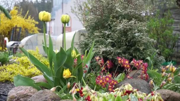 Kert Sárga Tulipánokkal Piros Tehéncsúszdával Kora Tavaszi Virágokkal Váratlan Szezonon — Stock videók