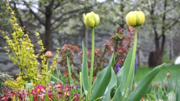 2つの黄色のチューリップと早春の花の庭 4月または5月に雨が降る季節の予期せぬ雨 — ストック動画