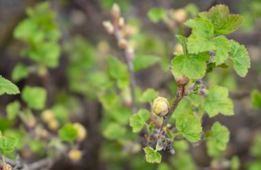 Frenk üzümü safrası ya da Big Bud Mite musibeti, Cecidophyopsis Ribis. İlkbaharın başlarında, kuş üzümü çalılarında enfekte olmuş yuvarlak tomurcuklar. Frenk üzümü hastalığı.