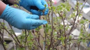 Frenk üzümü safrası ya da Big Bud Mite musibeti, Cecidophyopsis Ribis. İlkbaharın başlarında genç frenk üzümünün mikrop kapmış yuvarlak tomurcuklarını el temizler. Frenk üzümü hastalığı.