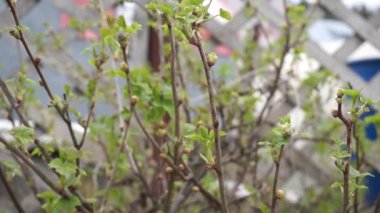 Frenk üzümü safrası ya da Big Bud Mite musibeti, Cecidophyopsis Ribis. İlkbaharın başlarında, kuş üzümü çalılarında enfekte olmuş yuvarlak tomurcuklar. Frenk üzümü hastalığı.