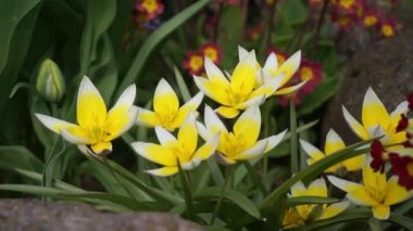 Geç lale ya da Tulipa Tarda Baharda Bahçede beyaz sarı çiçekler.