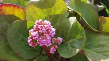 Bergenia cordifolia veya crassifolia, Bahar Bahçesi 'ndeki Badan pembe çiçekleri, yakın plan..