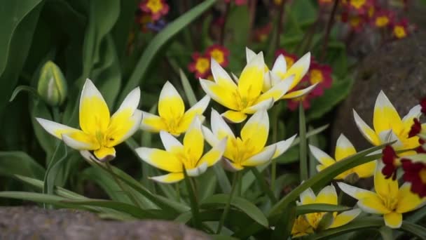 Late Tulp Tulipa Tarda Witte Gele Bloemen Tuin Het Voorjaar — Stockvideo
