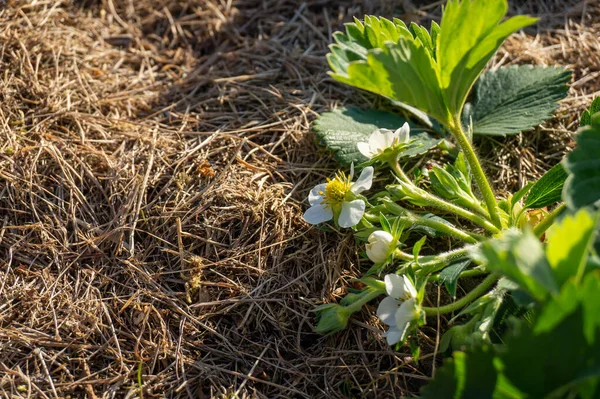 Tanaman Stroberi Muda Dengan Bunga Putih Tumbuh Atas Tempat Tidur — Stok Foto