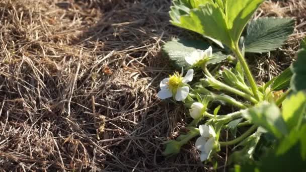 Młody Truskawkowy Roślina Biały Kwiat Rosnący Łożu Słomiany Mulcz Odkryty — Wideo stockowe
