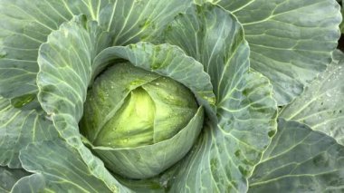 Bahçede lahana yetişiyor, yakın plan. Yeşil yapraklı lahana kafa. Organik sebze yetiştiriyor..