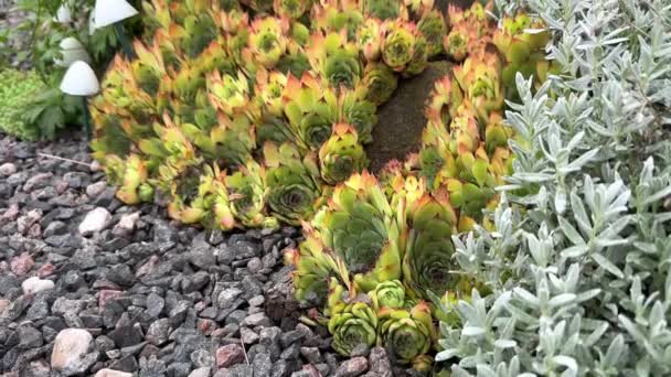 Sempervivum Tectorum Sıradan Bir Bahçedeki Taşların Arasında Büyür Yakın Plan — Stok video
