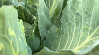 Büyük Beyaz Kelebek, Pieris sutyen bahçedeki lahana yaprakları üzerinde sarı yumurta..