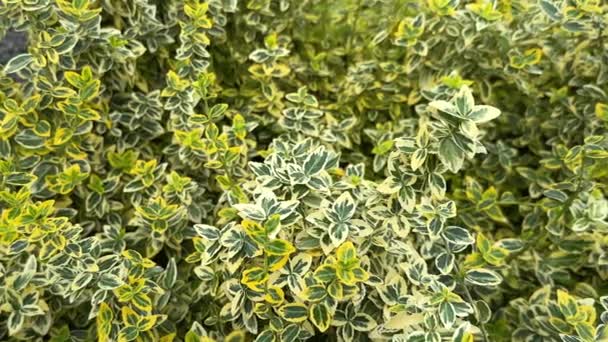 Euonymus Japonicus Ιαπωνικό Φυτό Spindle Αειθαλής Θάμνος Πράσινο Και Κίτρινο — Αρχείο Βίντεο
