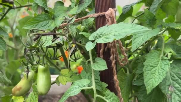 Cladosporium Fulvia Fulva에 영향을 토마토 작물에 고품질 — 비디오