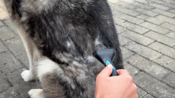 Fellbürsten Eines Siberian Husky Freien Unterhaarentfernung Hundehaufen Frühling — Stockvideo
