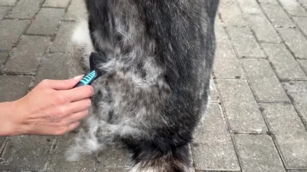 Grooming Siberian Husky Utendørs Underbelegg Fjerning Hundekjøring Våren Nærbilde Kvinnelig – stockvideo