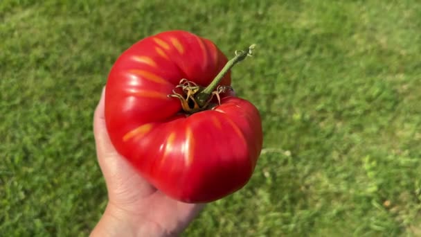 Enorme Rode Verse Tomaat Met Gele Strepen Hand Tegen Groene — Stockvideo