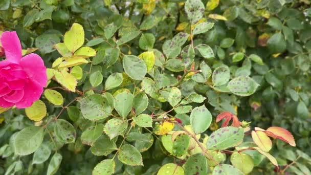 Manchas Marrons Pretas Folhas Rosa Planta Afetada Pelo Míldio Doença — Vídeo de Stock