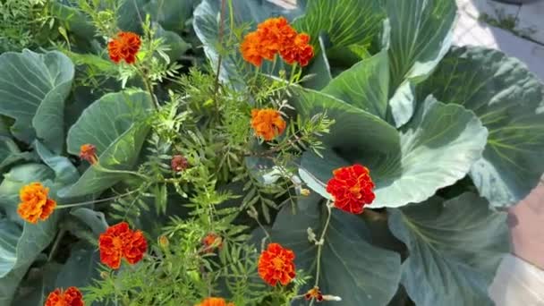 Beyaz Lahana Kadife Çiçekleri Birlikte Büyür Bahçe Sebzeleri Hastalıkları Böcekleri — Stok video