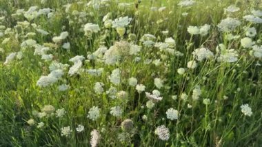 Kraliçe 'nin beyaz çiçek tarlası dantelli ayrıca yaban havucu ya da Daucus carota olarak da bilinir..