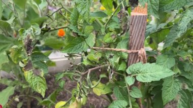 Ekinlerde geç kalmış domates mantarı. Domates yaprakları ve meyvelerde kahverengi lekeye neden olan Phytophthora mantar hastalığı.