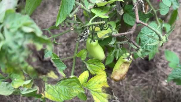 Späte Tomatenplage Auf Feldfrüchten Phytophthora Pilzkrankheit Die Braune Flecken Auf — Stockvideo