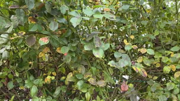 Чорні Плями Листі Троянди Грибкове Захворювання Diplocarpon Rosee Змушує Листя — стокове відео