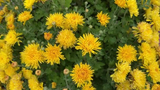 黄菊花生长在室外 顶视图 受欢迎的园艺植物 — 图库视频影像