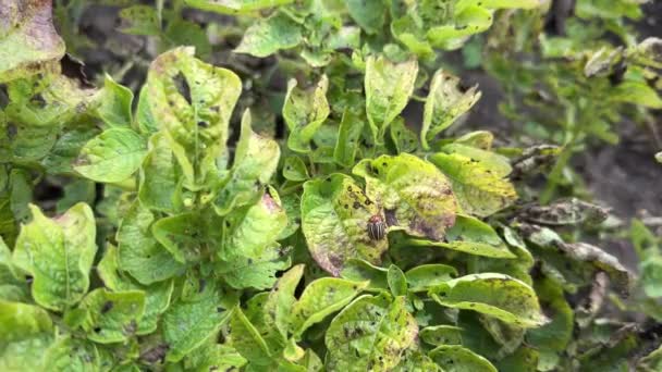 Ασθένειες Πατάτας Πρώιμη Μάστιγα Στις Καλλιέργειες Κατεστραμμένα Πράσινα Και Κίτρινα — Αρχείο Βίντεο