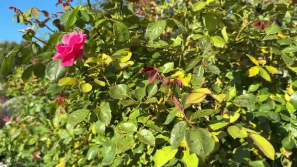 バラの葉にブラウンとブラックスポット ディップロカルポンローズエイまたはアントラノーゼ病の影響を受けた植物 — ストック動画