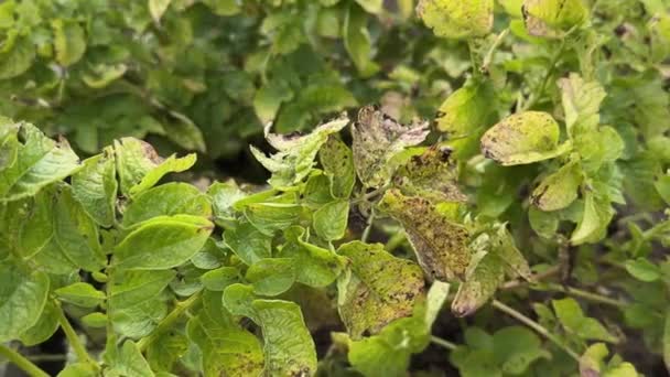 Wczesna Choroba Zakaźna Roślin Ziemniaczanych Uszkodzone Zielone Żółte Liście Brązowymi — Wideo stockowe
