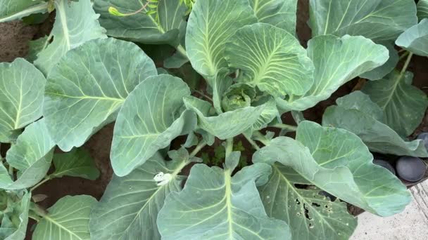 Cabbage White Butterfy Pieris Brassicae Flies Next Cabbage Garden Lay — Stock Video
